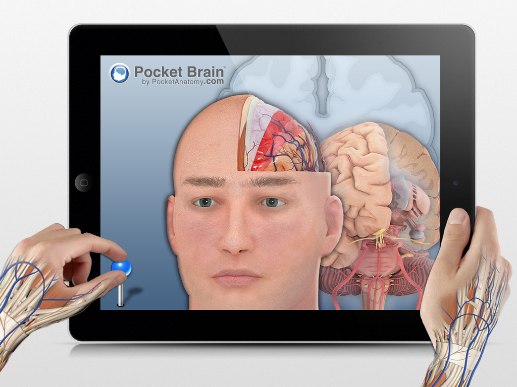 Pocket Brain - Explore the Human Brain like Never Before.