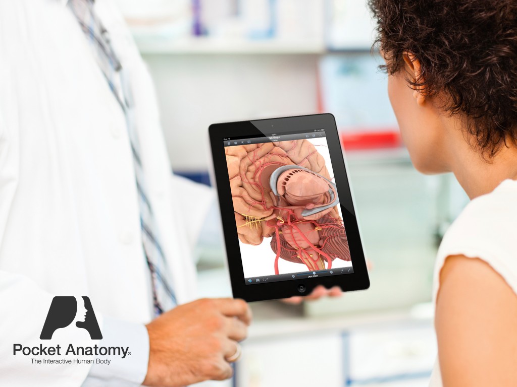 3D image of a brain from Pocket Anatomy Concussion and traumatic brain injuries