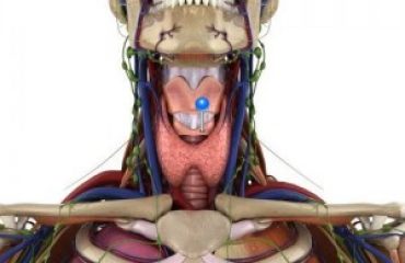 Cricoid cartilage / 3D image and Description