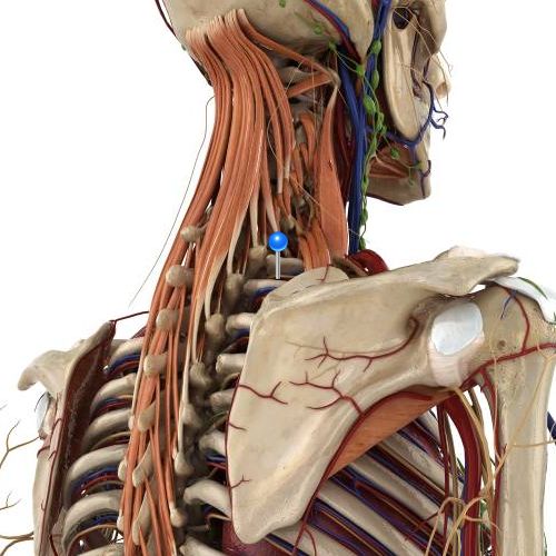 complete anatomy android free