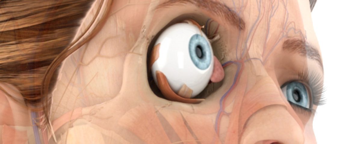Pocket Anatomy Eye