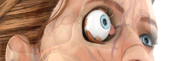 Pocket Anatomy Eye