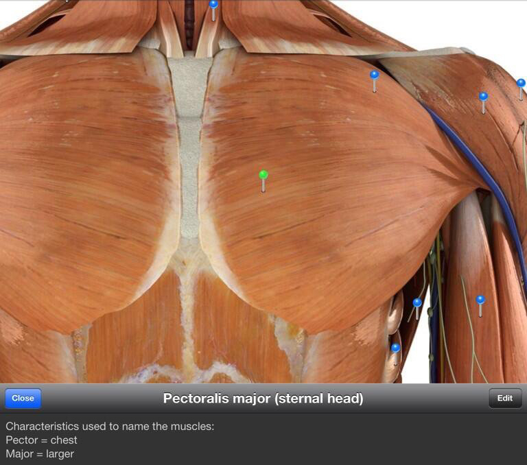 Pin on anatomy and physiology