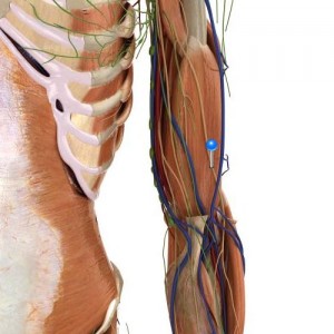 Lateral antebrachial cutaneous nerve / 3D image and Description