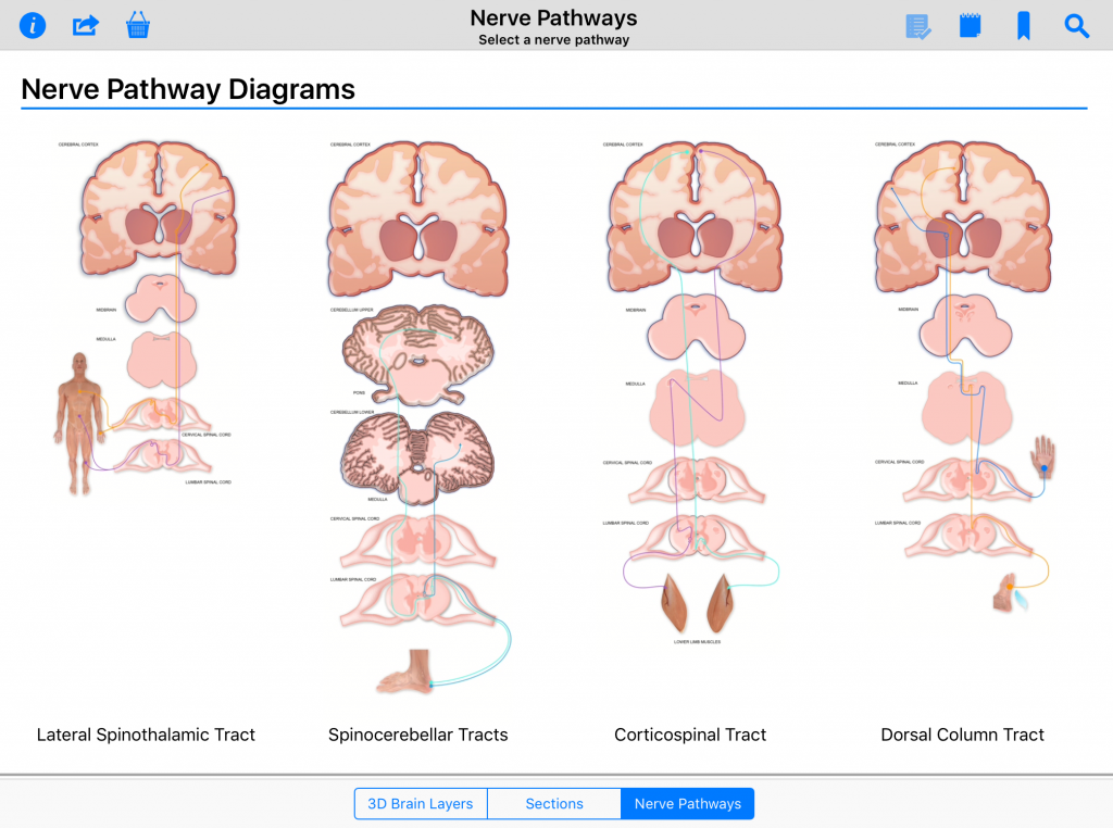 Pocket Brain Nerve Pathways