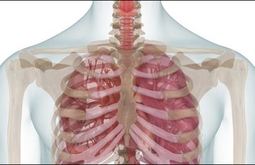 PA Respiratory System