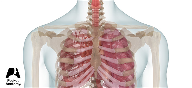 PA Respiratory System