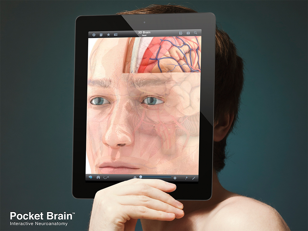 Pocket_Brain1_en - Pocket Anatomy