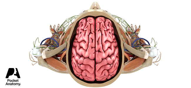 Pocket Anatomy - Cranial View of Brain