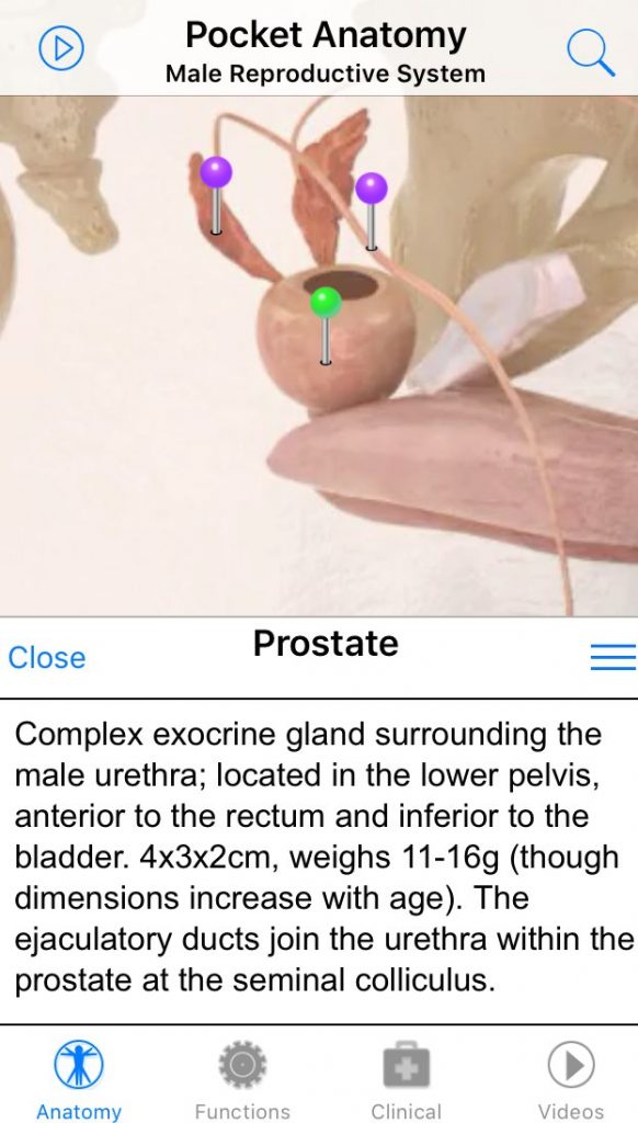 prostate