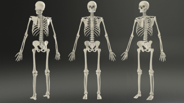 Completed Skeletal Model