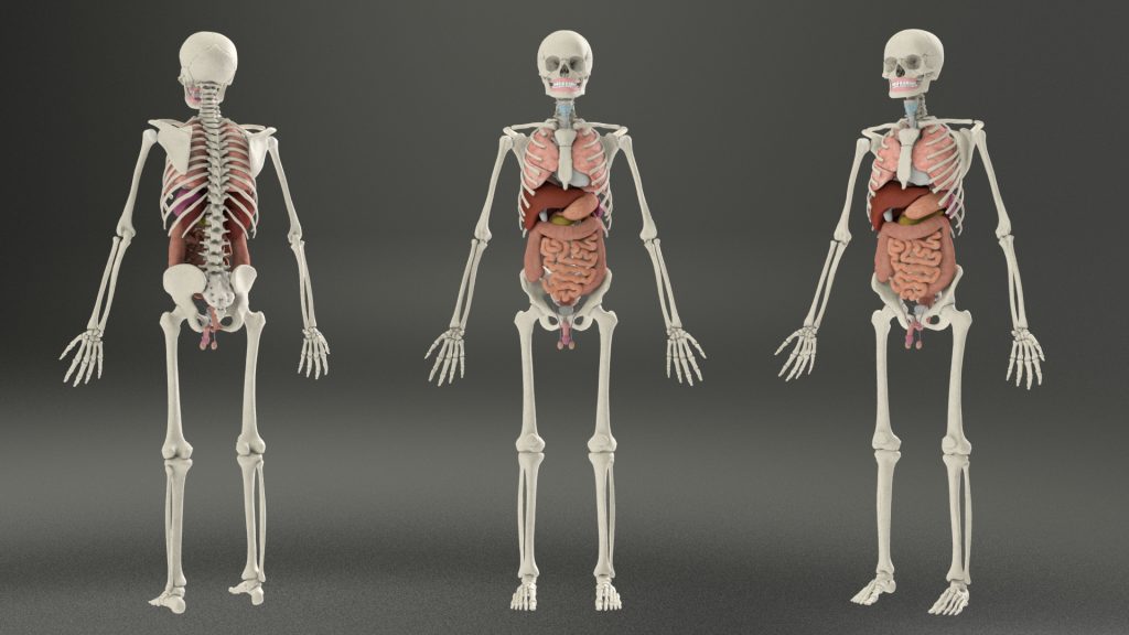Render of the completed Internal Organs.