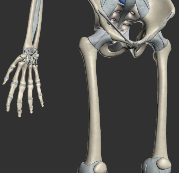 3D Studio Max Ligaments and Connective Tissue