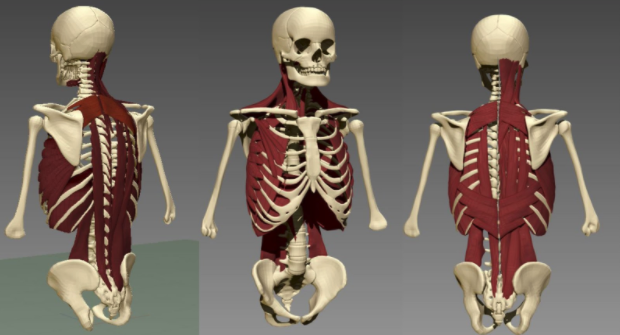 BodyParts 3D Models repositioned to fit the pose of our Skeleton.