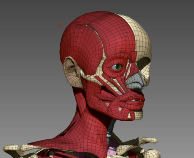 Sculpting facial muscles from scratch in Zbrush.