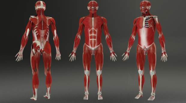 Figure 1.4: Render of the completed muscular system.