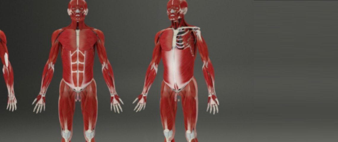 Pocket Anatomy Muscular System Pocket Anatomy Muscular System
