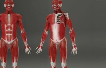 Pocket Anatomy Muscular System