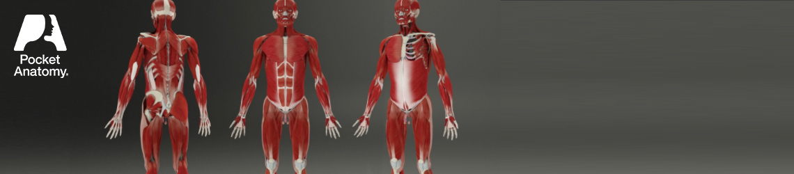 Pocket Anatomy Muscular System