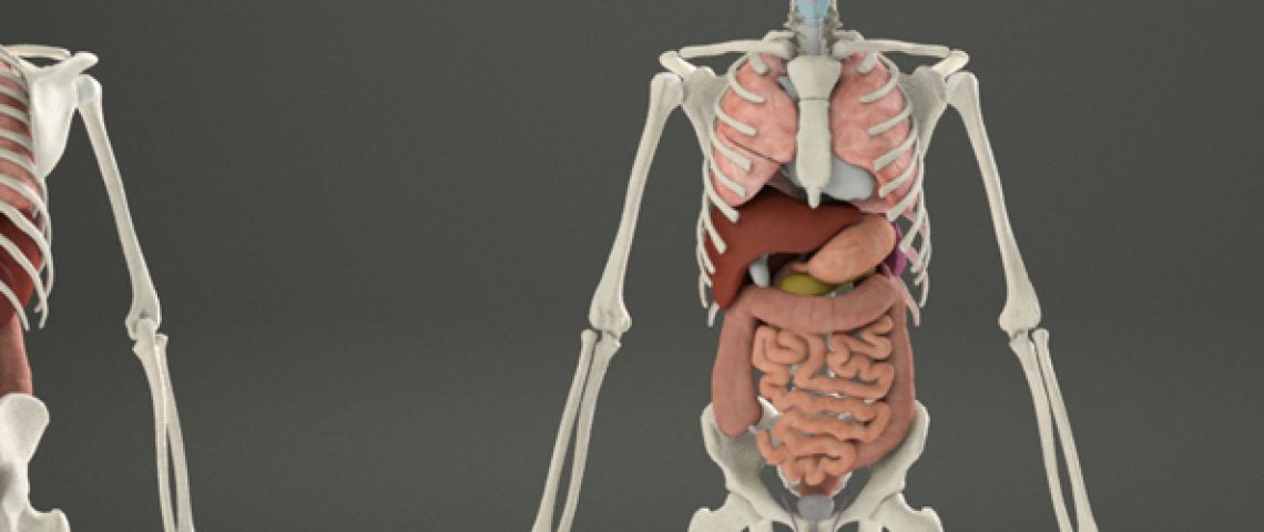 Internal Organs Digestive, Respiratory, Urinary and Reproductive Systems Building a 3D Human. Phase 3: Muscular System