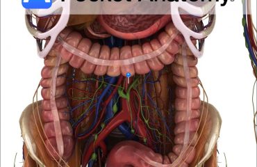 Anatomy of the abdominal aorta by Pocket Anatomy.