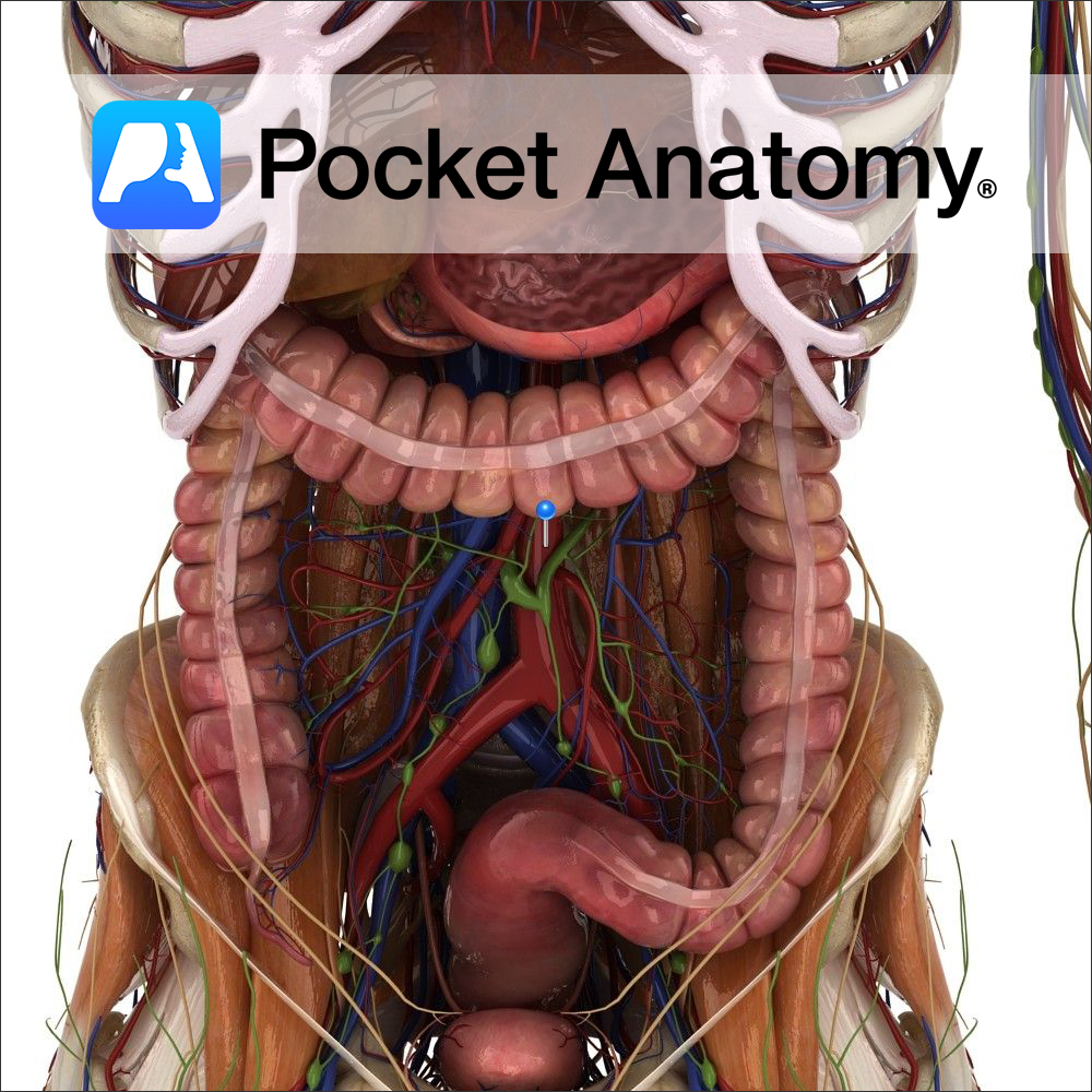 Anatomy of the abdominal aorta by Pocket Anatomy. Anatomy of the abdominal aorta by Pocket Anatomy.